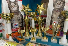 Международная выставка кошек 25.11.2023г.
